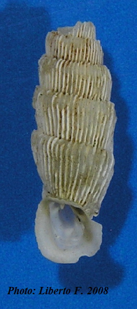 Muticaria macrostoma (Cantraine, 1835)